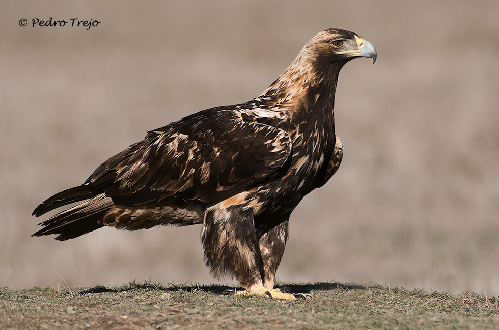 Águila imperial Ibérica (Aquila adalberti)